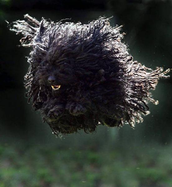 Black Jumping Puli Dog Picture