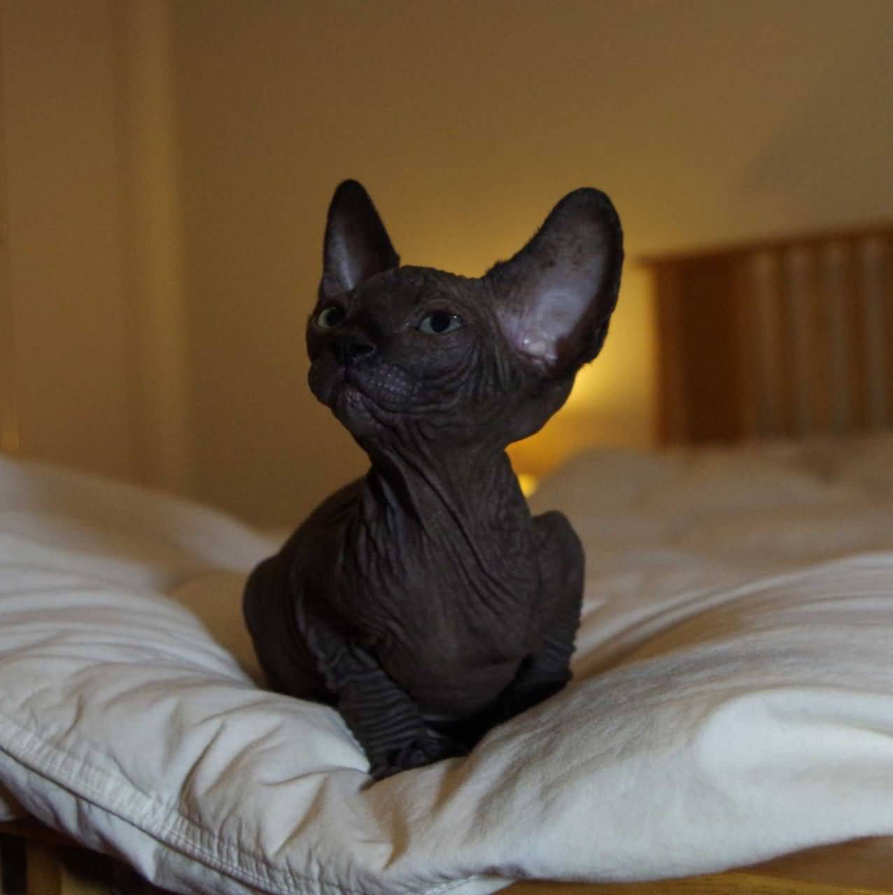 Black Little Bambino Kitten On Bed Picture