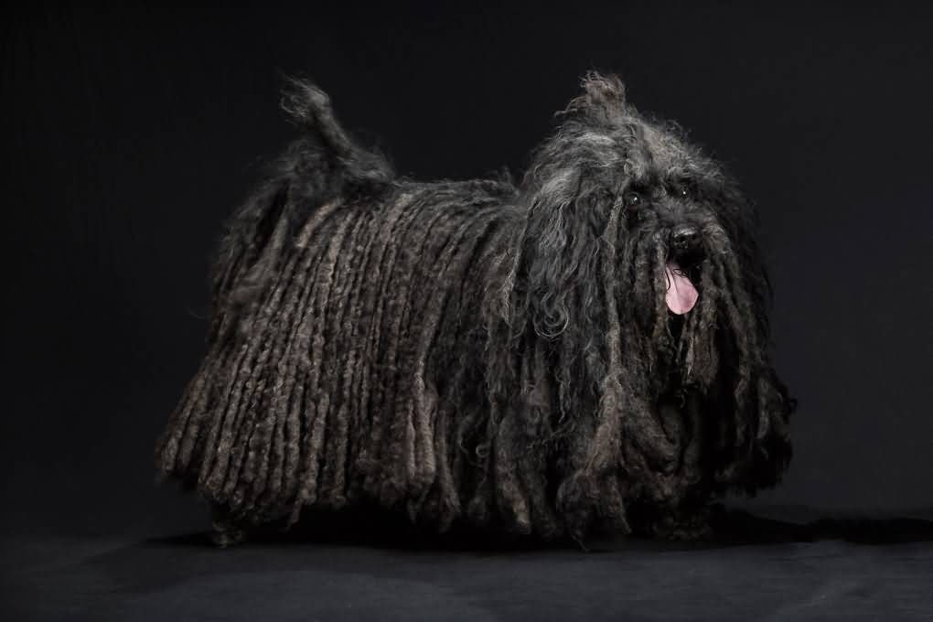 Black Long Corded Coat Hair Puli Dog Picture