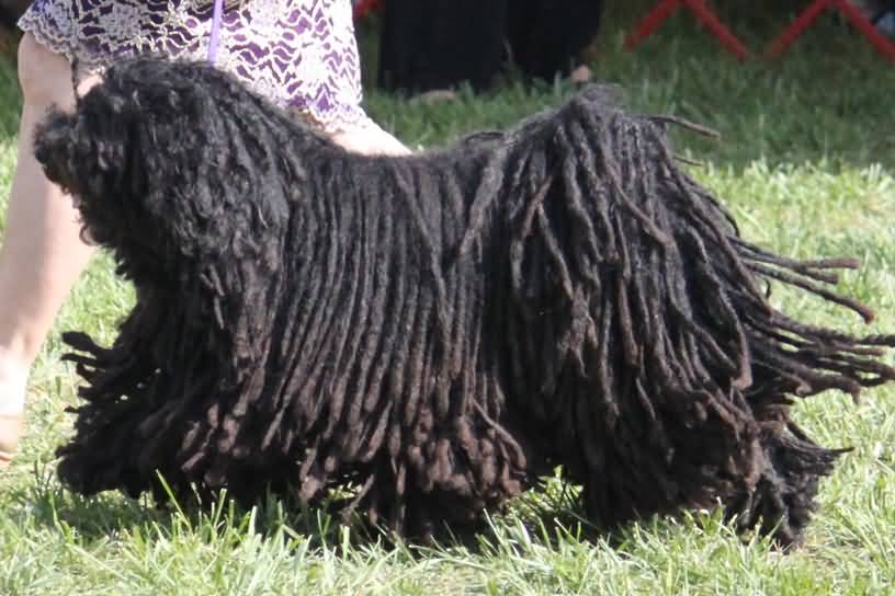 Black Long Hair Corded Coat Puli Dog Picture