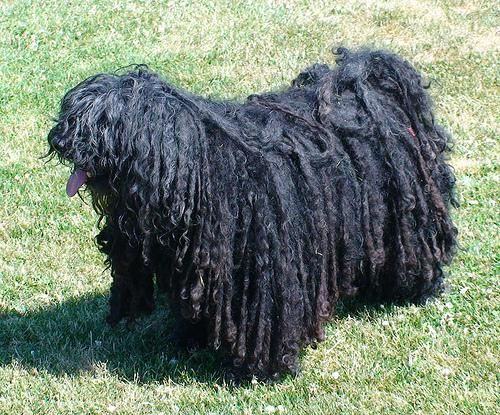 Black Long Hair Puli Dog Image