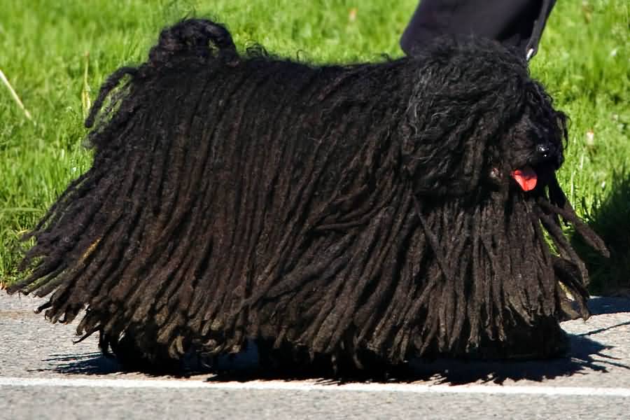 25+ Beautiful Black Puli Dog Pictures And Photos