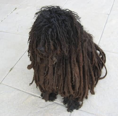 Black Long Hair Puli Puppy