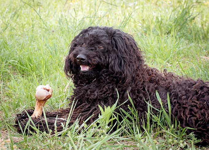 Black Puli Dog Eating Bone Picture