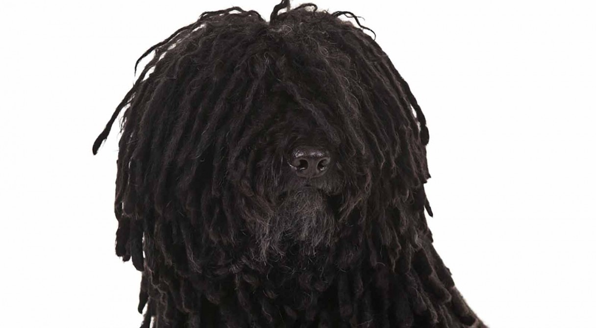 Black Puli Dog Face Picture
