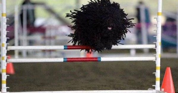 Black Puli Dog Jumping Picture