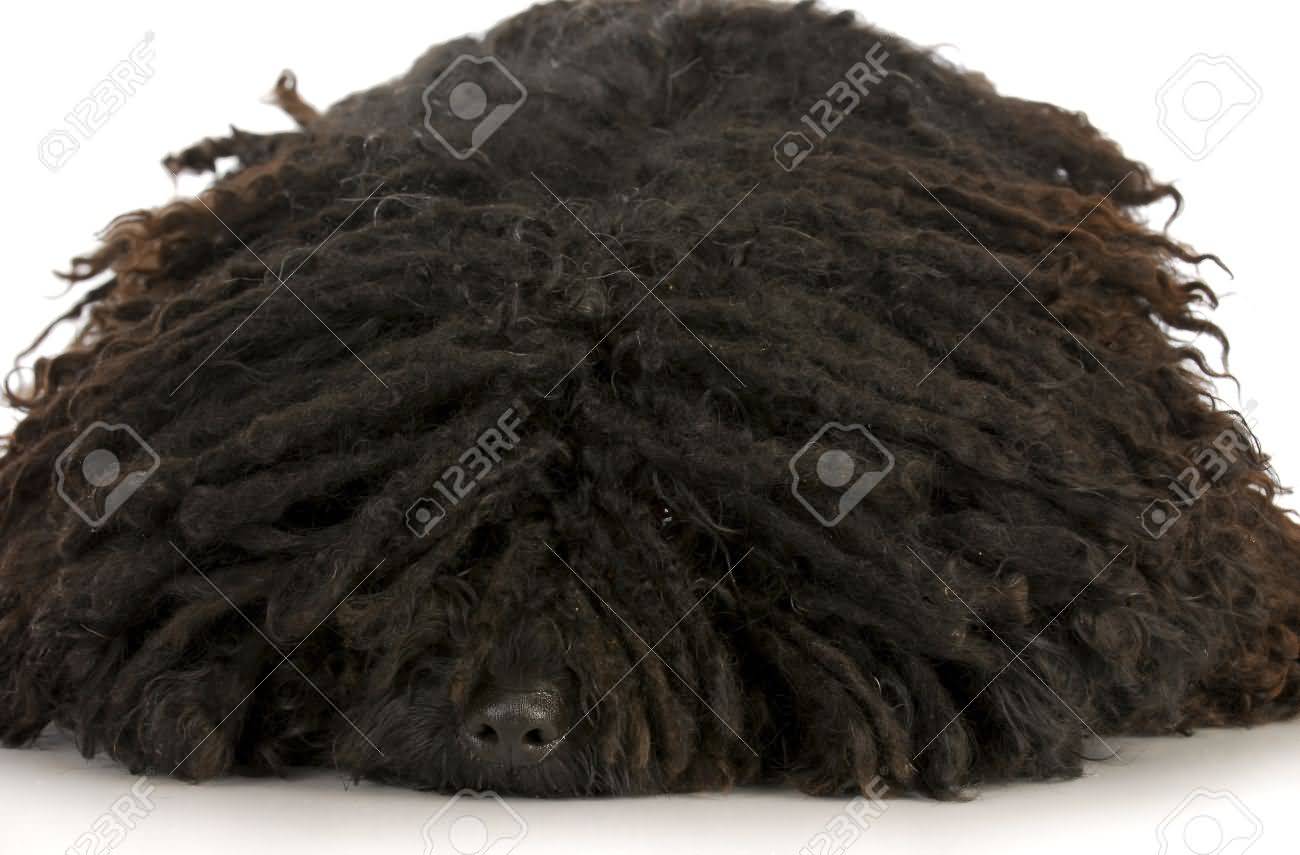 Black Puli Dog Laying Down Picture