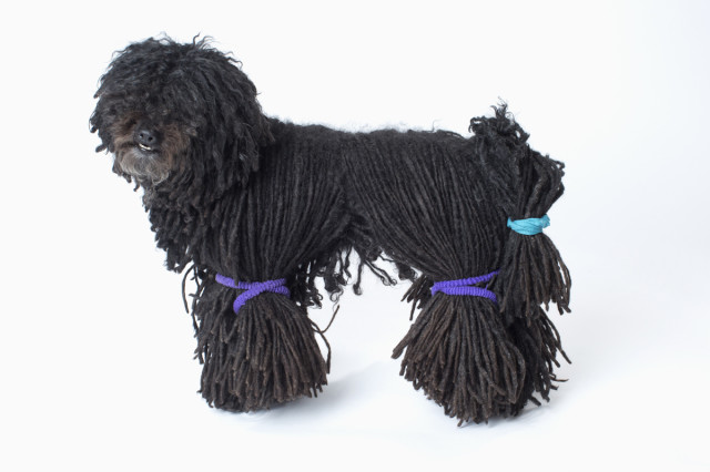 Black Puli Dog Long Corded Hair With Hair Bands Picture
