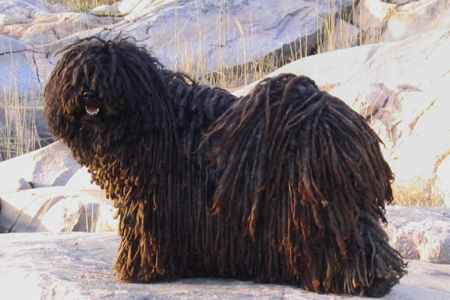 Black Puli Dog Looking Back Picture