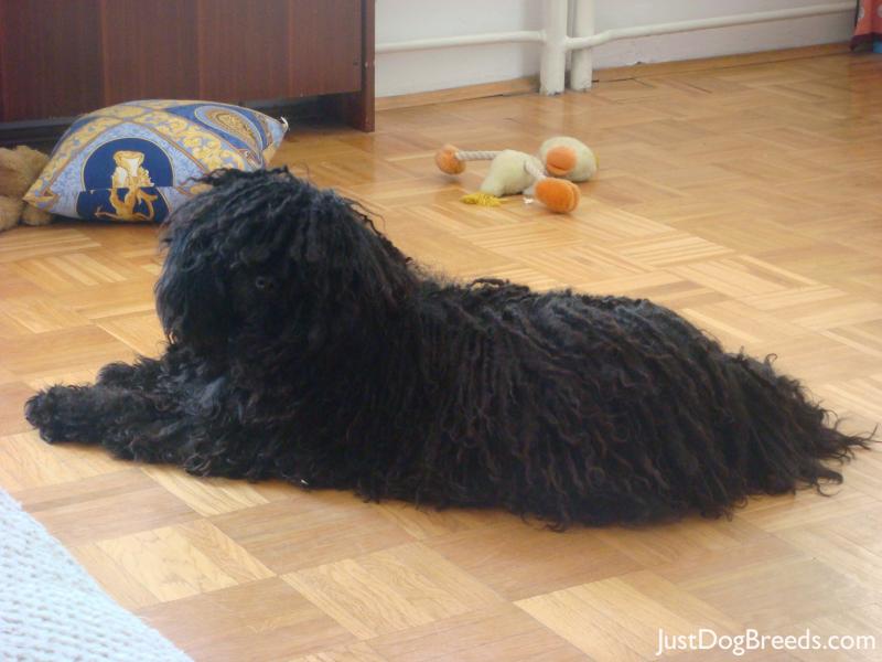 Black Puli Dog Puppy Sitting On Floor Picture