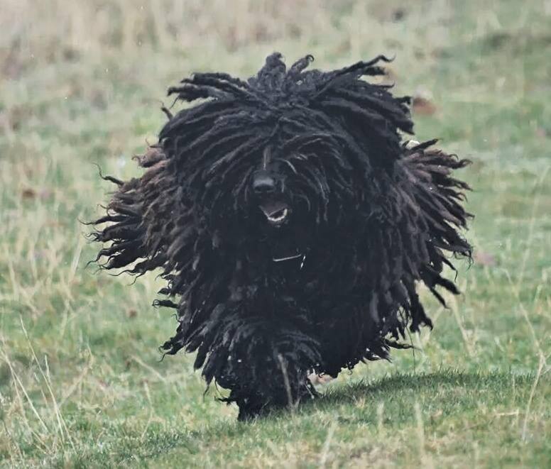 Black Puli Dog Running Picture