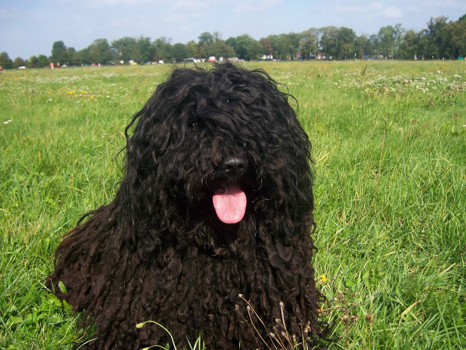 Black Puli Dog Sitting On Grass With Tongue Out Picture