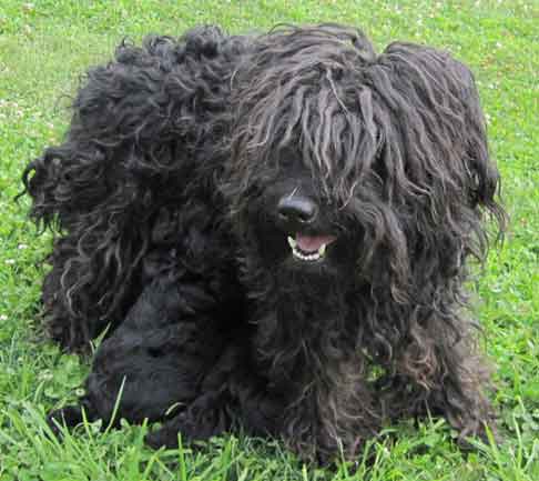 Black Puli Dog Sitting On Grass