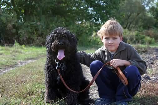 Black Puli Dog Sitting With Boy Picture