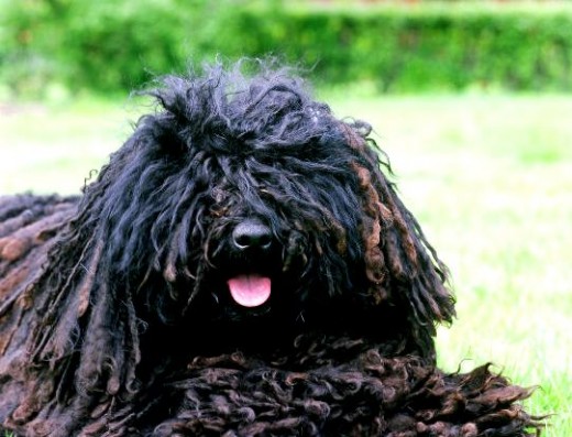 Black Puli Dog Sitting With Tongue Out Picture