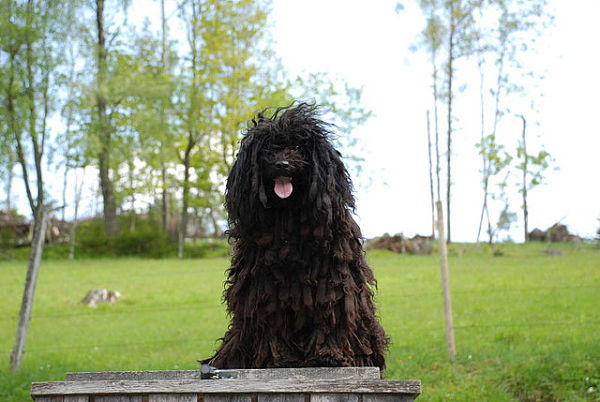 Black Puli Dog Training Picture