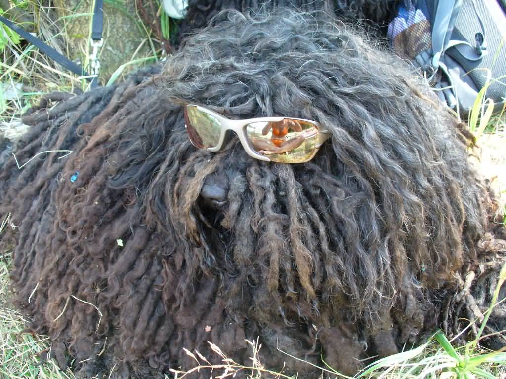 Black Puli Dog Wearing Glasses