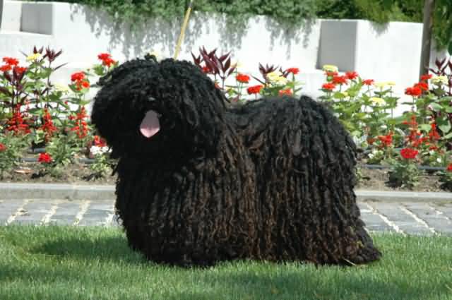 Black Puli Dog With Tongue Out Picture