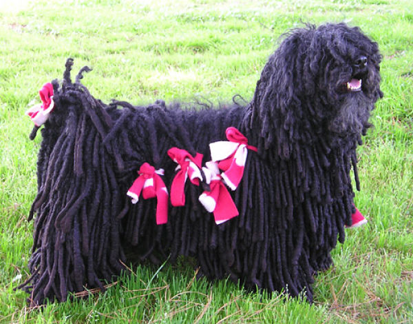 Black Puli Dog With Wearing Pink Bows Picture
