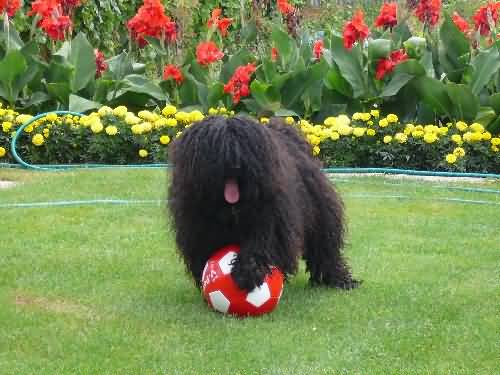 Black Puli Puppy Playing With Football Picture