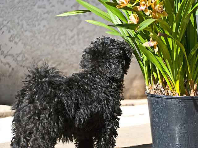 Black Puli Puppy Smelling Picture