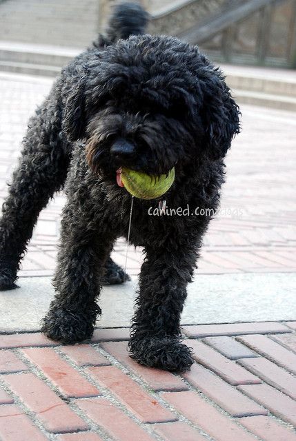 Black Puli Puppy With Ball In Mouth Picture