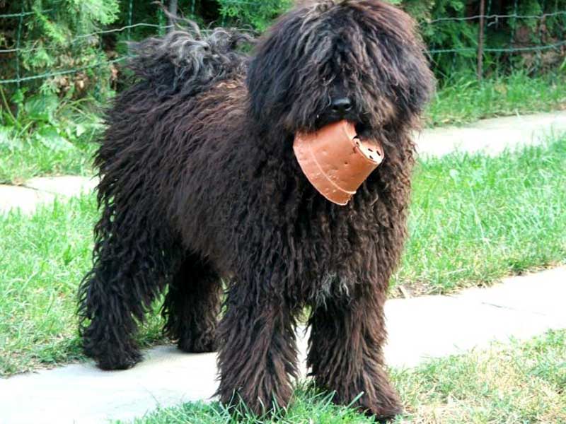 Black Puli Puppy With Cup In Mouth