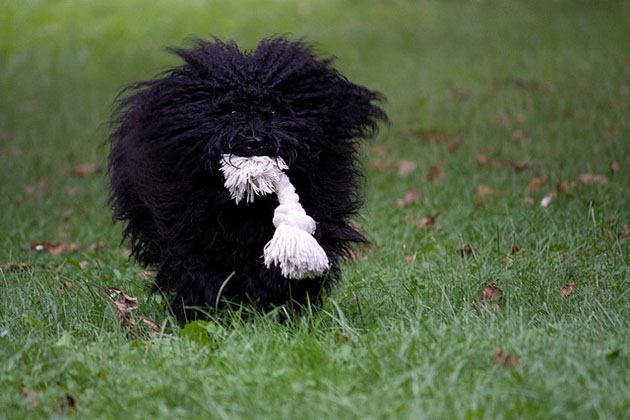 Black Puli Puppy With Knot In Mouth