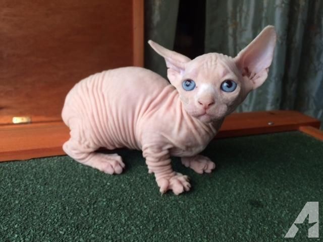 Blue Eyed Bambino Kitten Picture