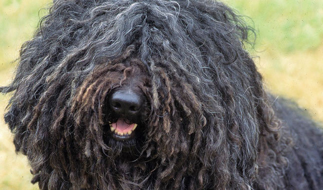 Close Up Of Face Of Puli Dog Picture