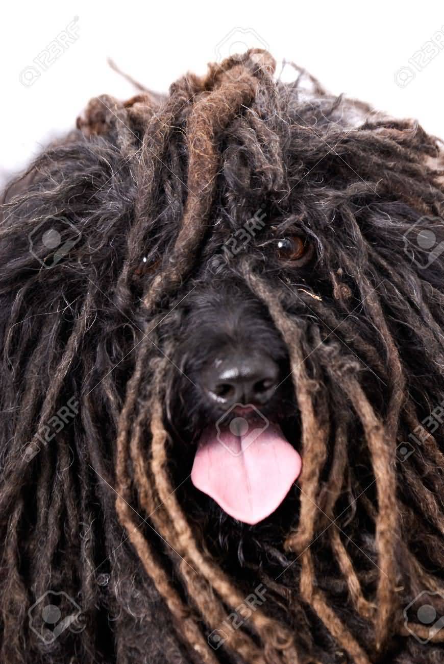 Closeup Of Puli Dog With Tongue Out