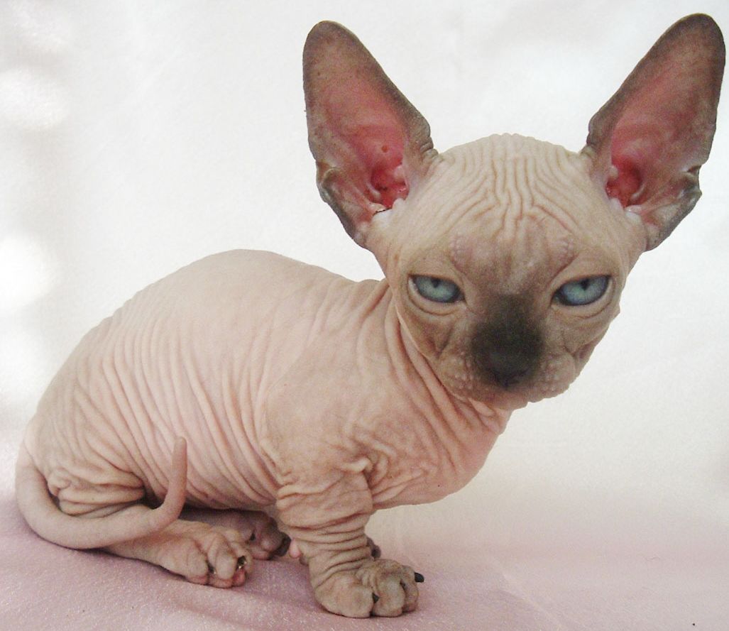 Cute Little Bambino Cat With Long Ears