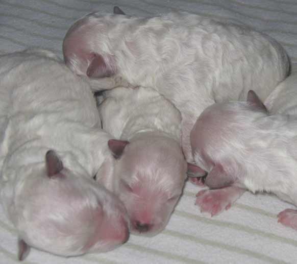Cute New Born White Puli Puppies