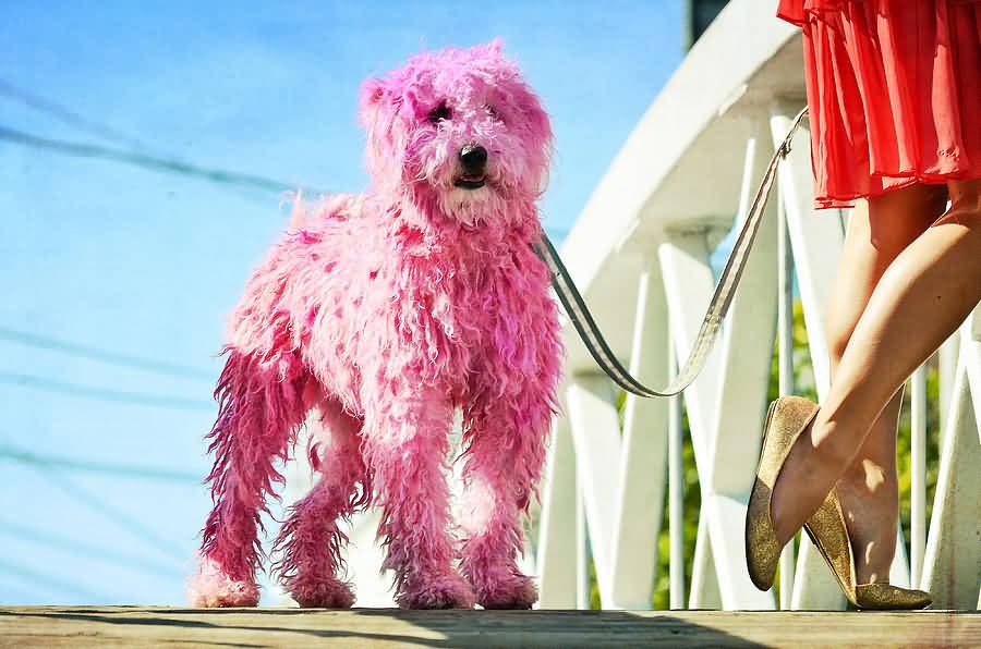 Cute Pink Puli Dog Picture