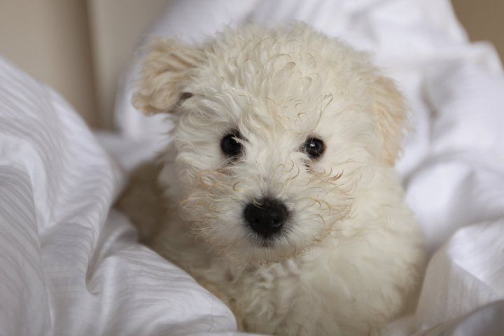 Cute White Puli Puppy Picture