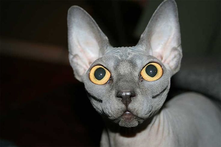 Dark Grey Bambino Cat With Yellow Eyes Picture