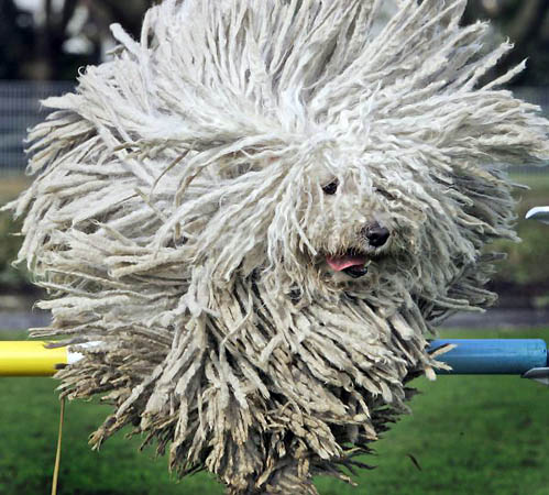 Flying Puli Puppy Picture