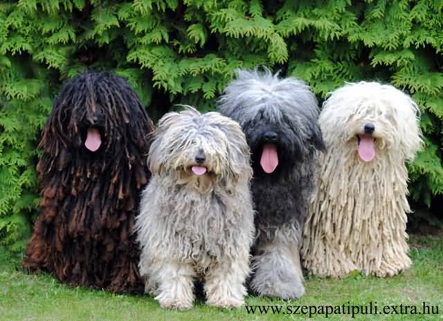 Four Cute Puli Puppies Sitting On Grass