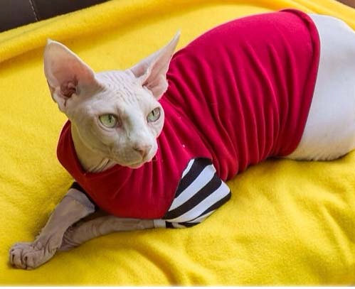 Full Grown Bambino Cat In Red Sweater