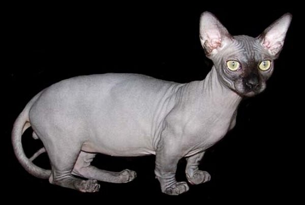 Grey Bambino Cat With Black Face Picture