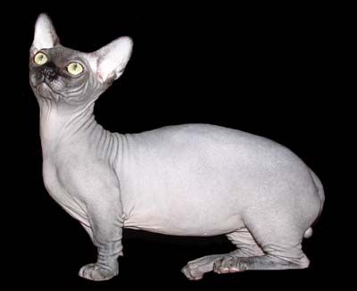 Grey Bambino Cat With Black Face