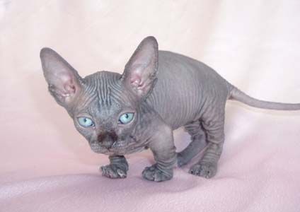Grey Bambino Kitten With Blue Eyes Picture