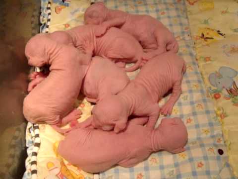 Group Of New Born Bambino Kittens
