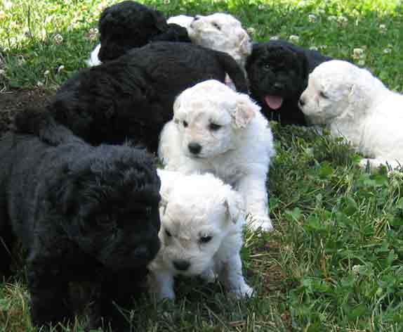 Group Of Puli Puppies Picture