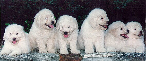Group Of White Puli Puppies Picture