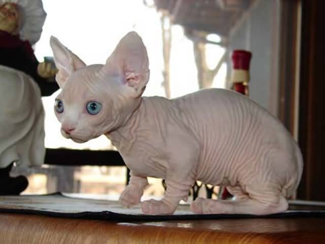Hairless Bambino Cat With Blue Eyes Picture