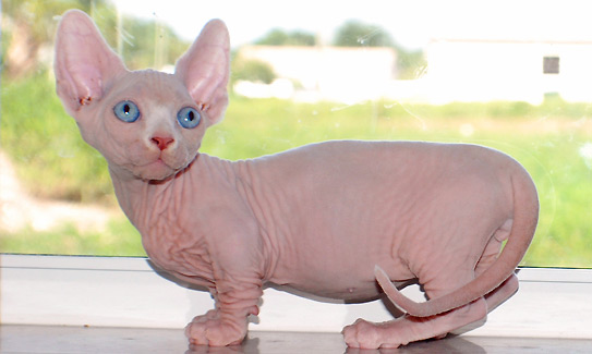 Hairless Bambino Cat With Blue Eyes Sitting Near Window