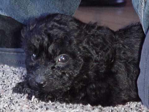Hungarian Black Puli Puppy Picture