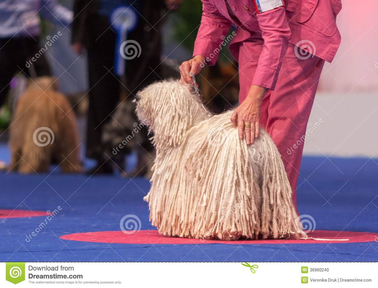 Hungarian White Puli Dog During Dog Show Picture