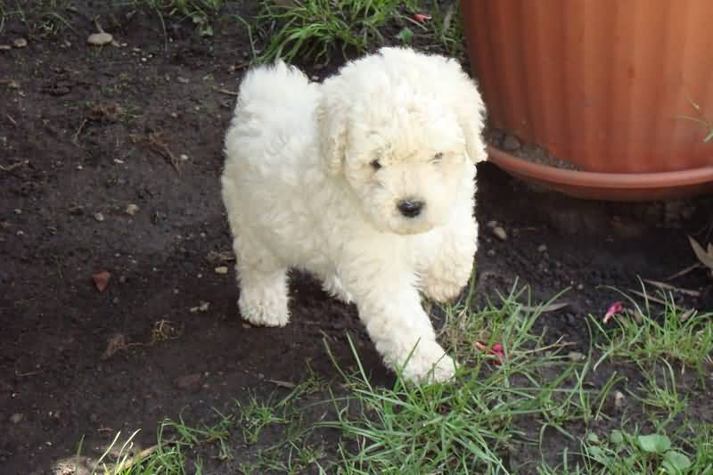 Little White Puli Puppy Picture